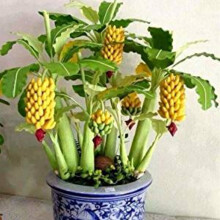 90pcs Banana Tree Seeds Mini Bonsai Fruit Seeds Home Garden Plants Seeds
