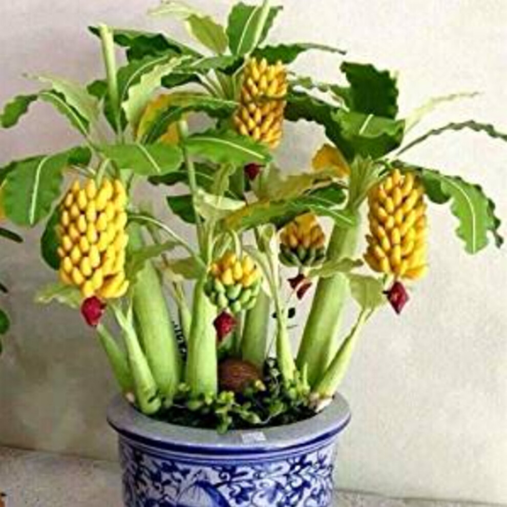 90pcs Banana Tree Seeds Mini Bonsai Fruit Seeds Home Garden Plants Seeds