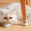 4er-Pack Katzenpfoten-Silikon-Beinschützer 4  4,2 cm 4