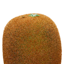 Kiwi de espuma falsa - Tamaño pequeño - Color verde
