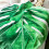 Leaf Flanell-Decke grün Größe 100x150 cm 350 g 10