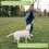 Flirt Pole Toy Multipurpose Retractable Training Interactive Toy Flirt Pole for Small Medium Large Dogs 12