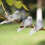 Vogel aus Imitationsfedern 10  3,5  4 cm Silber 82 g 11