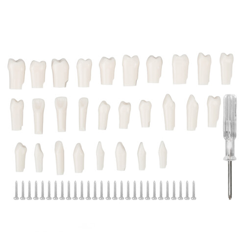 28 piezas removibles de dientes - kit de Typodont de plástico 1