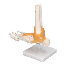 1:1 Modelo de pie humano a tamaño natural con esqueleto de PVC blanco