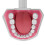Kit de cepillos para práctica dental con modelo de dientes de PVC 7