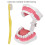 Kit de cepillos para práctica dental con modelo de dientes de PVC 10