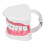 Kit de cepillos para práctica dental con modelo de dientes de PVC 1