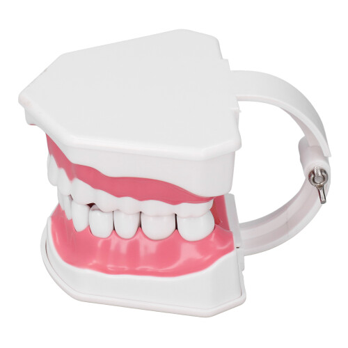 Kit de cepillos para práctica dental con modelo de dientes de PVC