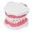Kit de cepillos para práctica dental con modelo de dientes de PVC 9