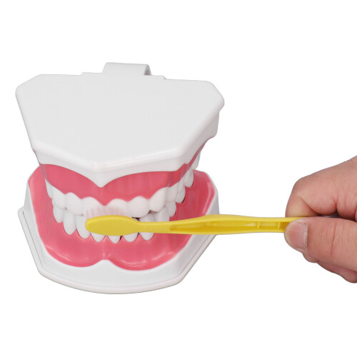 Kit de cepillos para práctica dental con modelo de dientes de PVC 2