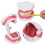 Kit de cepillos para práctica dental con modelo de dientes de PVC 13