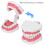 Kit de cepillos para práctica dental con modelo de dientes de PVC 5