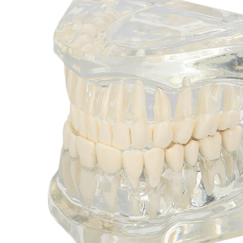 Modelo dental transparente para enseñanza 2