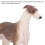 Modelo realista de galgo de plástico 20x13 cm 3+ 7