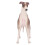 Modelo realista de galgo de plástico 20x13 cm 3+ 8