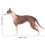 Modelo realista de galgo de plástico 20x13 cm 3+ 13
