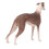 Modelo realista de galgo de plástico 20x13 cm 3+ 10
