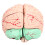 Modelo de cerebro humano de PVC, anatomía para uso escolar 16