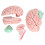 Modelo de cerebro humano de PVC, anatomía para uso escolar 15