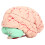 Modelo de cerebro humano de PVC, anatomía para uso escolar 13