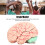 Modelo de cerebro humano de PVC, anatomía para uso escolar 9