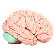 Modelo de cerebro humano de PVC, anatomía para uso escolar