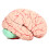 Modelo de cerebro humano de PVC, anatomía para uso escolar 1