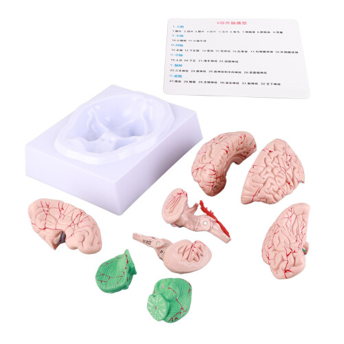 Modelo de cerebro humano de PVC, anatomía para uso escolar 1