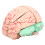 Modelo de cerebro humano de PVC, anatomía para uso escolar 4