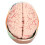 Modelo de cerebro humano de PVC, anatomía para uso escolar 8