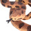 Falso serpiente de cascabel 10.5x6 cm serpiente de plástico colorida 11