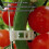 Clips plásticos para tomates, 300 piezas, aro interior de 3 cm y 2,5 cm 12