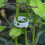 Clips plásticos para tomates, 300 piezas, aro interior de 3 cm y 2,5 cm 4
