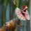 Modello di Dilophosaurus in PVC, 3+ anni 10