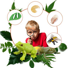 Kit del ciclo de vida de los insectos - Bandeja de madera, 26 cm/10.2in