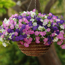 100 Seeds Hanging Petunia Seeds Balcony Planting Lawn Garden Seed for Outdoor Courtyard