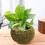 Maceta de musgo estilo japonés verde 73–2010 cm 6