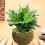 Maceta de musgo estilo japonés verde 73–2010 cm 7