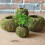 Maceta de musgo estilo japonés verde 73–2010 cm 5