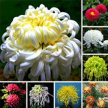 200 Seeds/Pack Colourful Rose Seed Bonsai Potted High Survival Rate for Balcony Garden Decoration