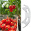 100Pcs Plant Support Clips Durable Plastic Grow Upright Vine Fixation Wide Application Tomato Clips for Grape Vegetable 14