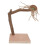 Applewood Bird Playstand: Percha para loros de madera 14