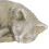 Cat C pierre tombale commémorative en résine couleur mousse 7
