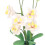 Phalaenopsis blanche à l'échelle 1:12 pour maison de poupée 8