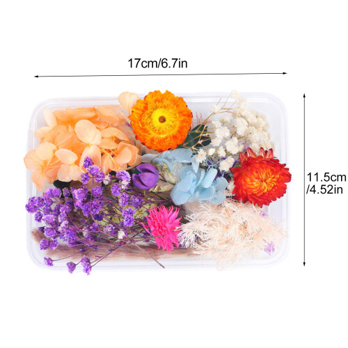 Kit de manualidades con flores secas: Multicolor 1711,54 cm 1