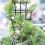 Treillis de jardin vert 250x150mm pack de 1/3/5 5