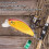 4# Mini leurre minnow plongeant profond ABS 5 cm 2,0 po 3