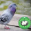50 Pcs Pigeon False Eggs Plastic Solid Simulation Eggs for Dove Breeding Hatching 13
