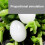 50 Pcs Pigeon False Eggs Plastic Solid Simulation Eggs for Dove Breeding Hatching 5